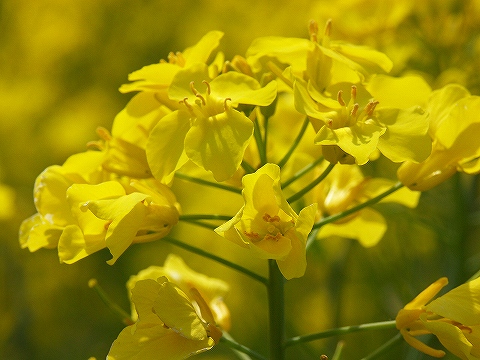 菜の花のあっぽ〜